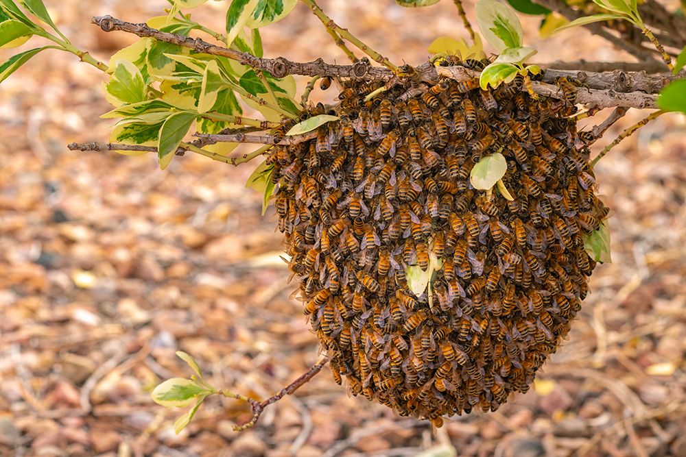 USA, New Mexico. Honey bees swarming. art print by Jaynes Gallery for $57.95 CAD