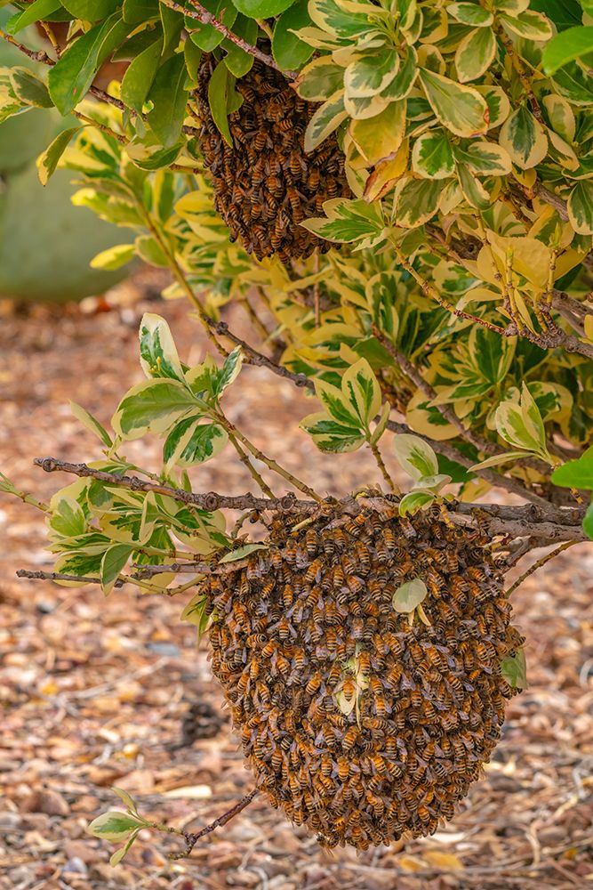 USA, New Mexico. Honey bees swarming. art print by Jaynes Gallery for $57.95 CAD