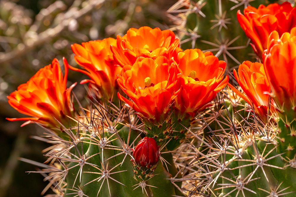 USA, New Mexico, Bosque del Apache National Wildlife Refuge. Claret cup cactus blossoms close-up. art print by Jaynes Gallery for $57.95 CAD
