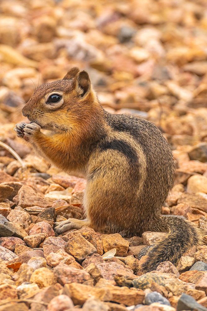 USA, New Mexico. Golden-mantled ground squirrel eating. art print by Jaynes Gallery for $57.95 CAD