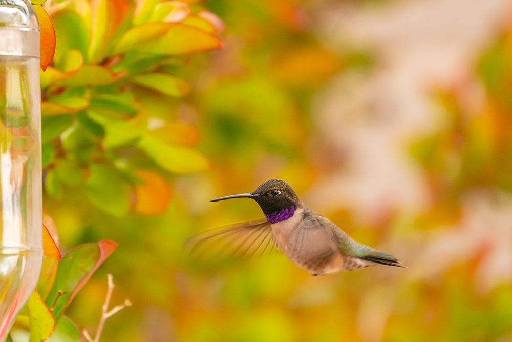 USA, New Mexico. Black-chinned hummingbird at feeder. art print by Jaynes Gallery for $57.95 CAD