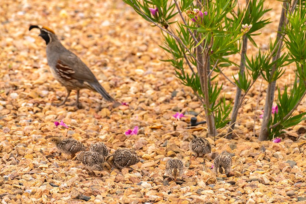 USA, New Mexico. Gambels quail male and chicks. art print by Jaynes Gallery for $57.95 CAD