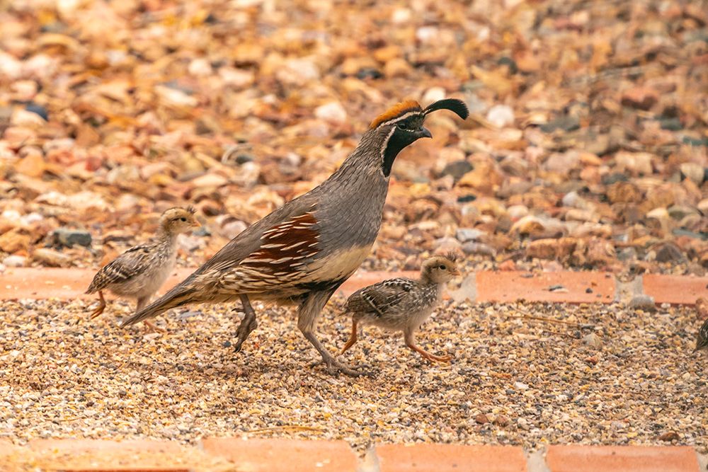 USA, New Mexico. Gambels quail male and chicks. art print by Jaynes Gallery for $57.95 CAD