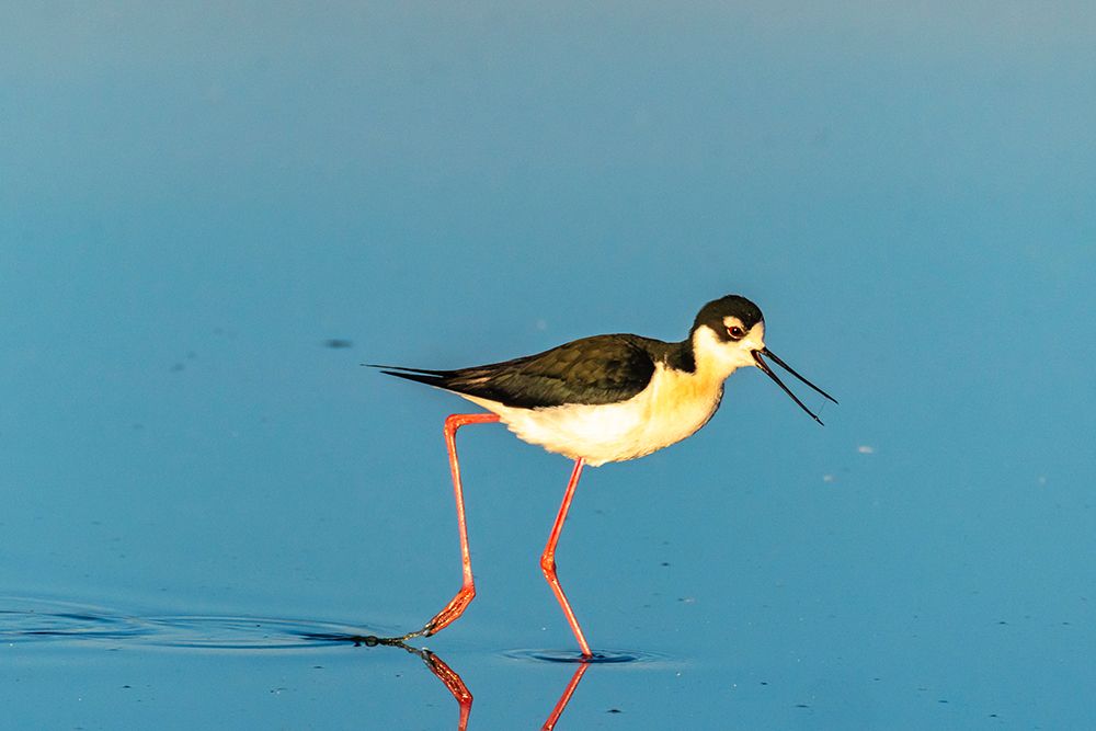 USA, New Mexico. Black-necked stilt in water. art print by Jaynes Gallery for $57.95 CAD