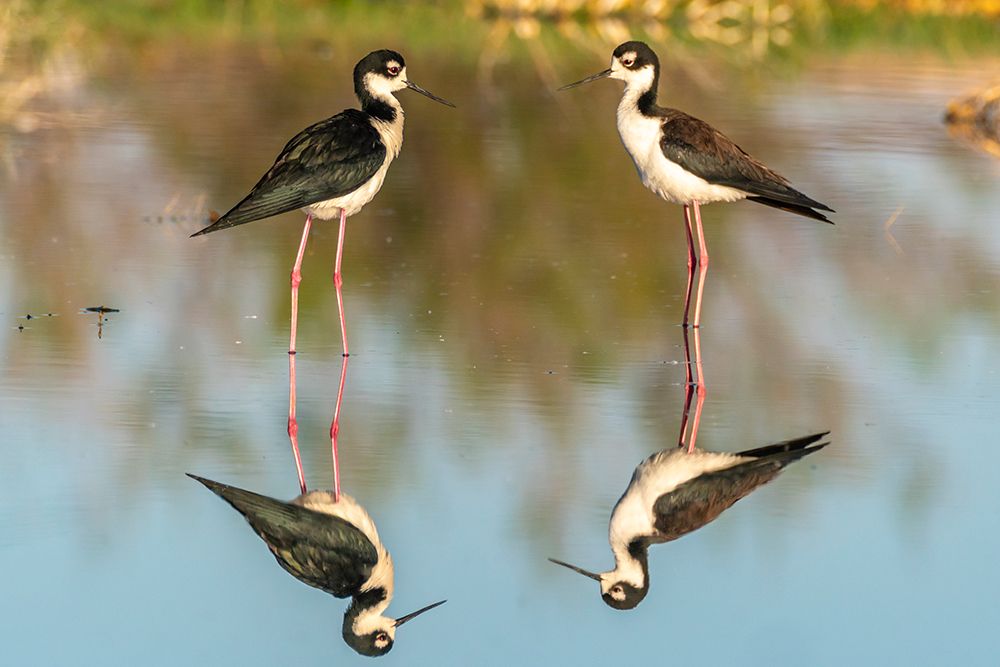 USA, New Mexico. Black-necked stilts in water. art print by Jaynes Gallery for $57.95 CAD