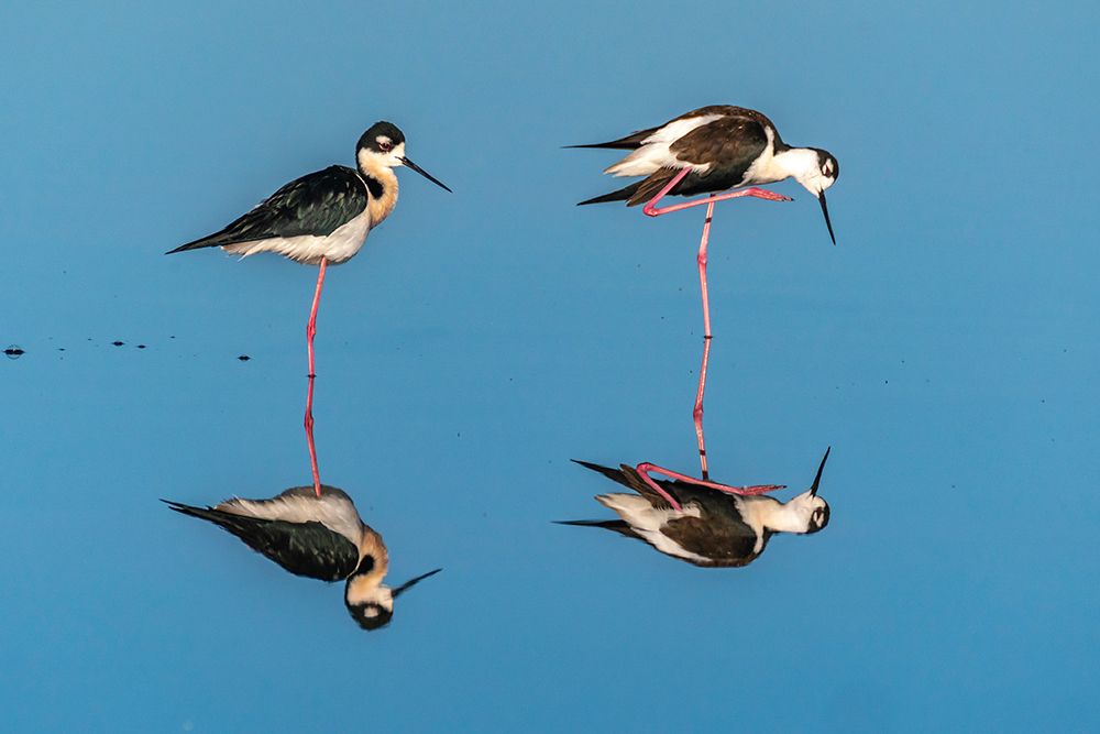 USA, New Mexico. Black-necked stilts in water. art print by Jaynes Gallery for $57.95 CAD