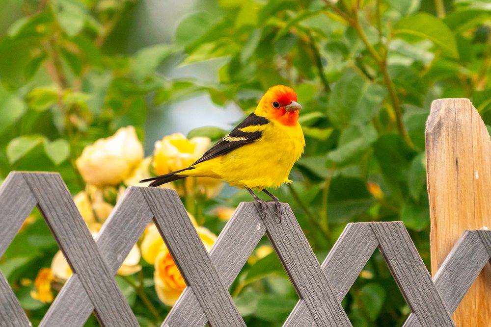 USA, New Mexico. Western tanager on fence. art print by Jaynes Gallery for $57.95 CAD