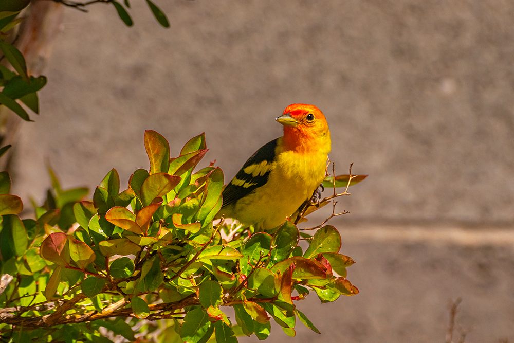 USA, New Mexico. Western tanager in tree. art print by Jaynes Gallery for $57.95 CAD