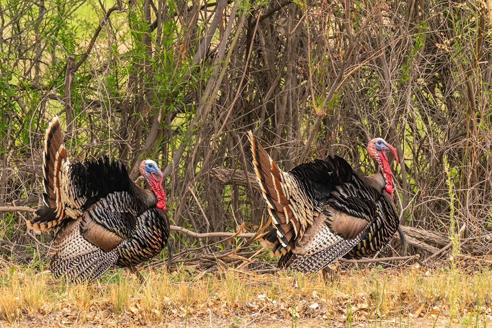 USA, New Mexico, Bosque del Apache National Wildlife Refuge. Two male wild turkeys displaying. art print by Jaynes Gallery for $57.95 CAD