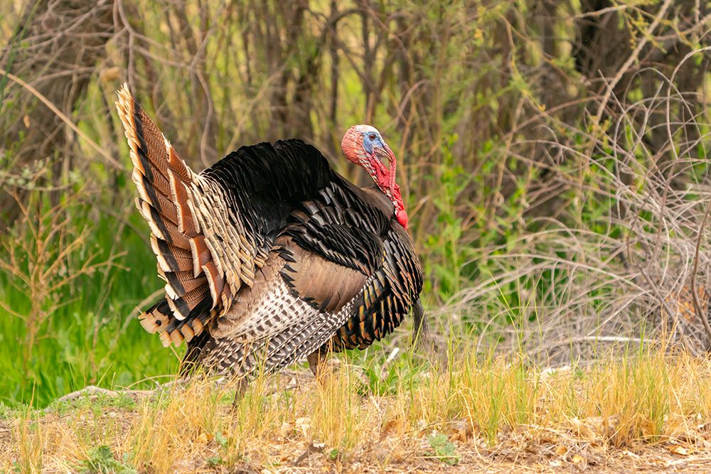 USA, New Mexico, Bosque del Apache National Wildlife Refuge. Male wild turkey displaying. art print by Jaynes Gallery for $57.95 CAD