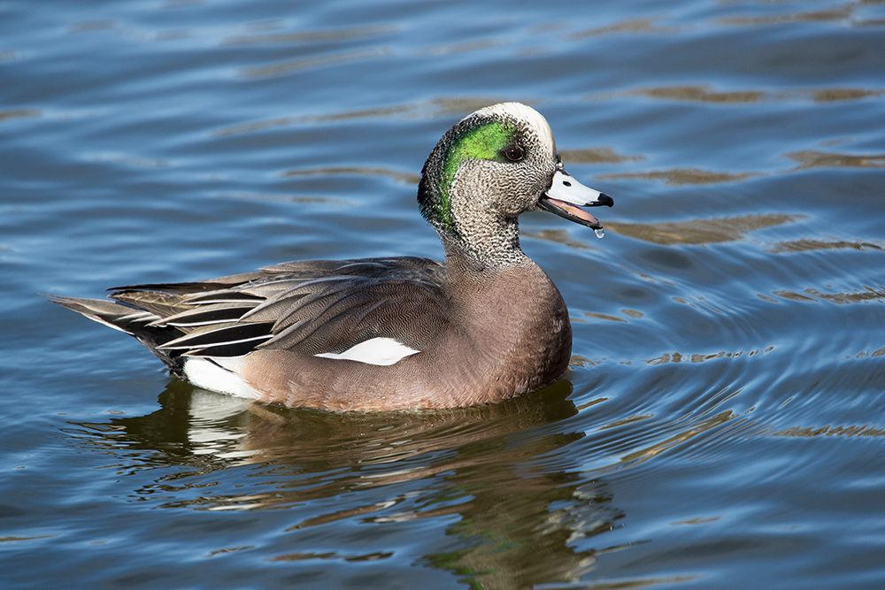 USA- New Mexico- Socorro. American wigeon in small pond art print by Darrell Gulin for $57.95 CAD