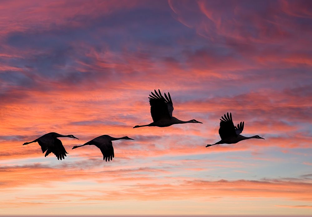 USA- New Mexico. Bosque Del Apache National Wildlife Refuge art print by Darrell Gulin for $57.95 CAD