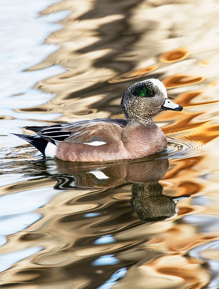 USA- New Mexico- Socorro. American wigeon in small pond art print by Darrell Gulin for $57.95 CAD