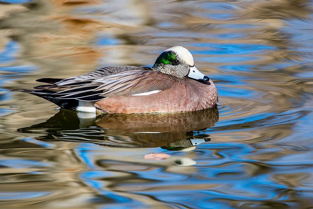 USA- New Mexico- Socorro. American wigeon in small pond art print by Darrell Gulin for $57.95 CAD