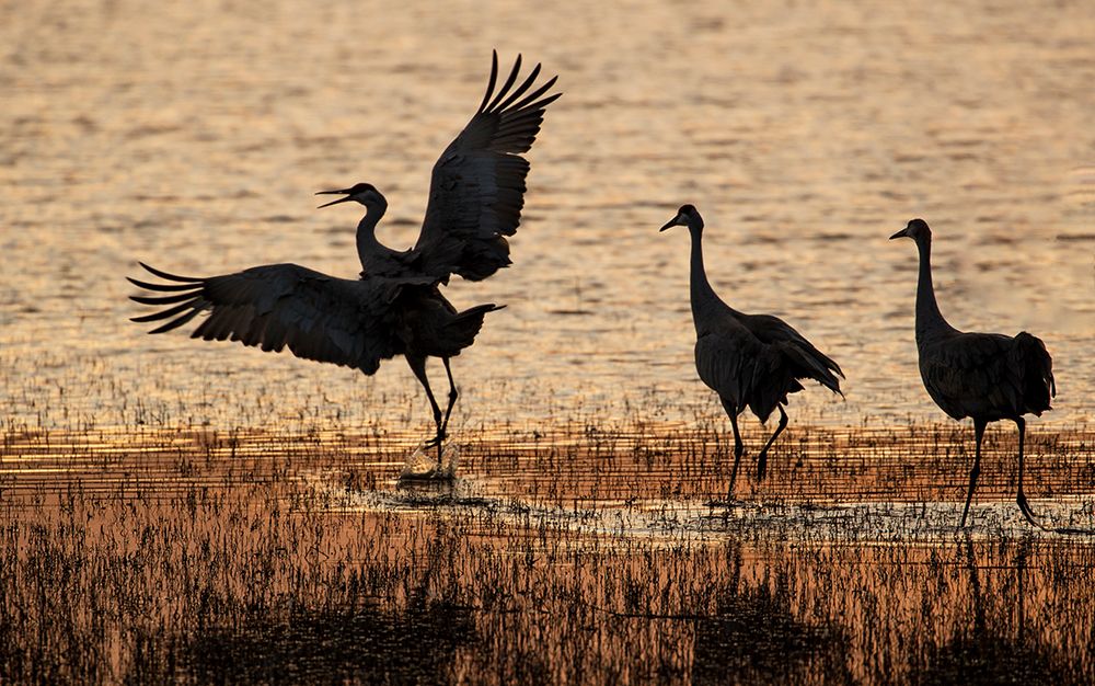 USA- New Mexico. Bosque Del Apache National Wildlife Refuge art print by Darrell Gulin for $57.95 CAD