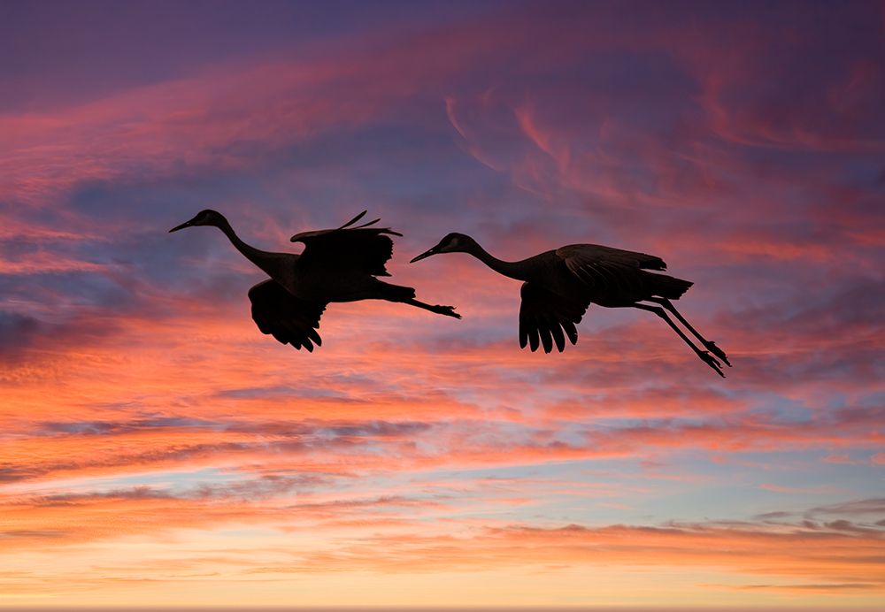 USA- New Mexico. Bosque Del Apache National Wildlife Refuge art print by Darrell Gulin for $57.95 CAD