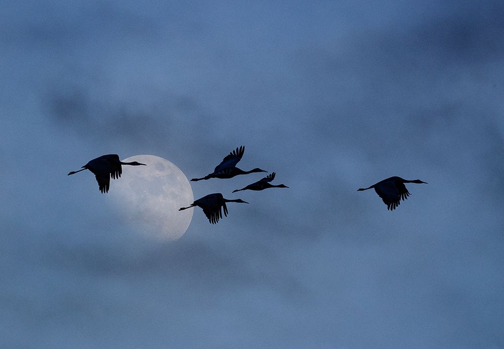 USA- New Mexico. Bosque Del Apache National Wildlife Refuge art print by Darrell Gulin for $57.95 CAD