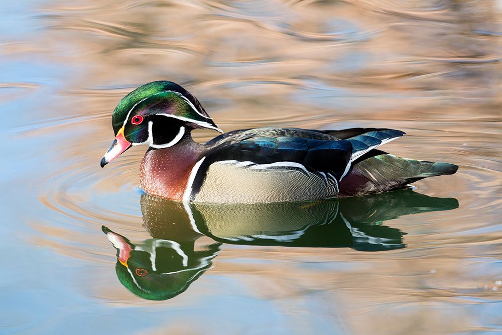 USA- New Mexico- Albuquerque. Male wood duck art print by Darrell Gulin for $57.95 CAD