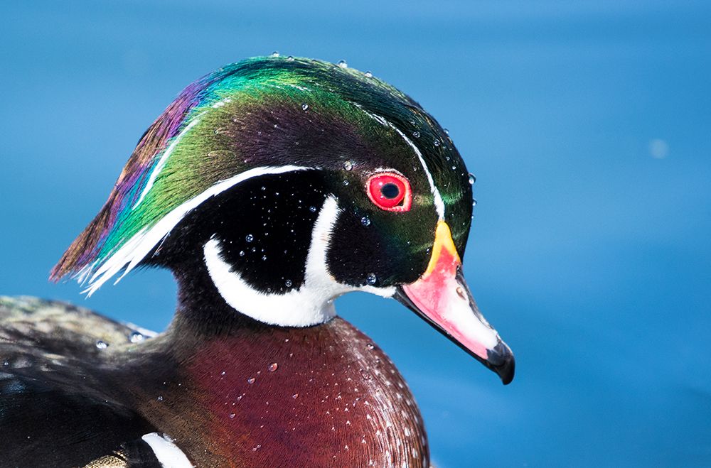 USA- New Mexico- Albuquerque. Male wood duck art print by Darrell Gulin for $57.95 CAD