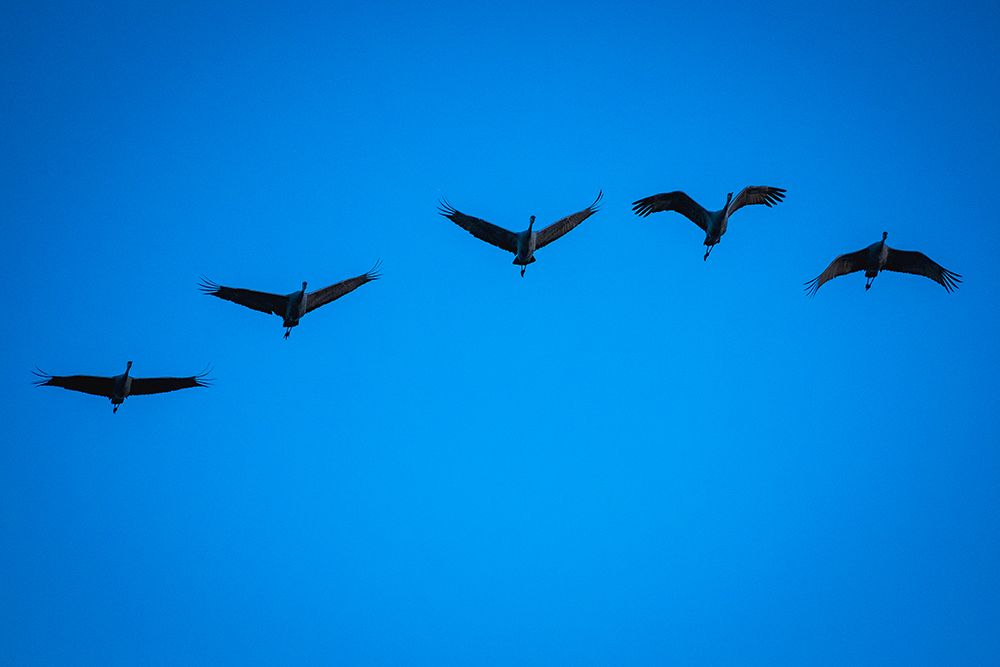 Group of five sandhill cranes flying at Bosque del Apache art print by George and Marilu Theodore for $57.95 CAD