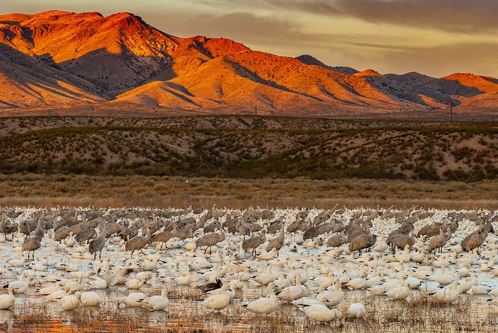 Sandhill cranes and snowgeese wade at Bosque Del Apache National Wildlife Reserve-New Mexico-USA art print by Howie Garber for $57.95 CAD