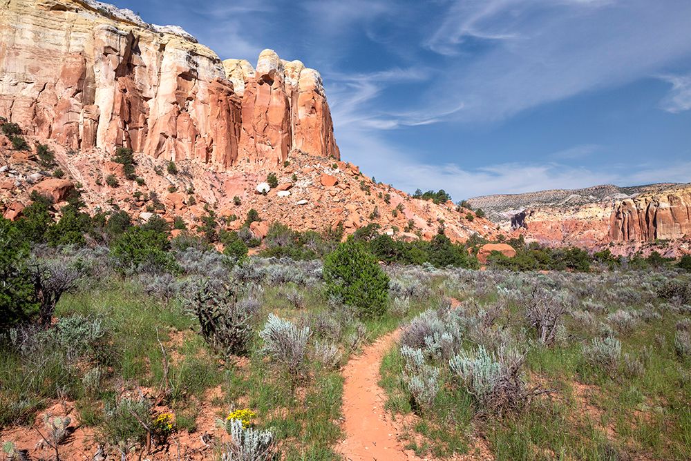 USA-New Mexico Path in Carson National Forest-near Ghost Ranch art print by Janell Davidson for $57.95 CAD