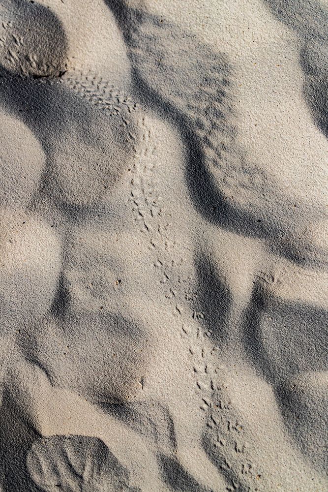 Animal tracks at White Sands National Park art print by Larry Richardson for $57.95 CAD