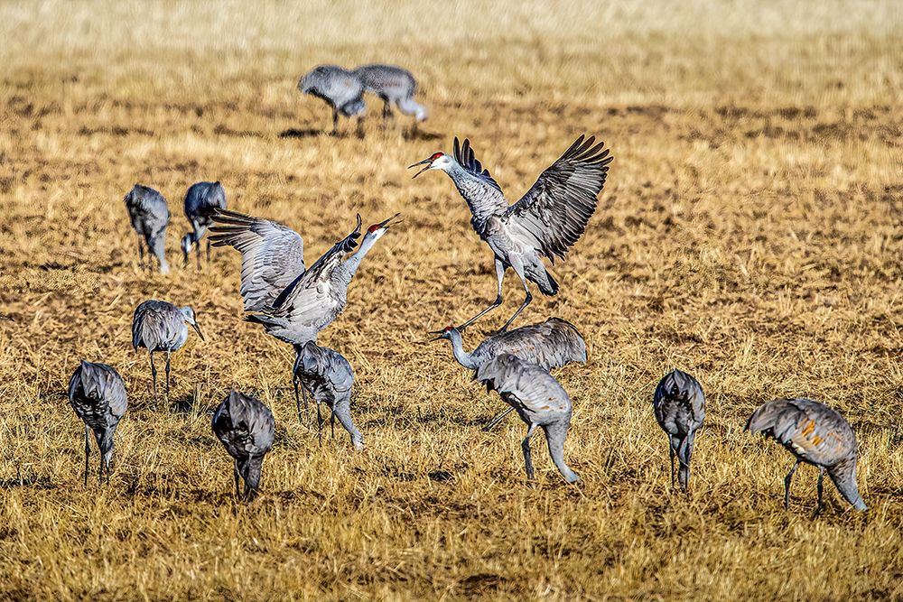 Sandhill cranes, wintering at Bosque del Apache in New Mexico, vocalize to one another. art print by Larry Richardson for $57.95 CAD