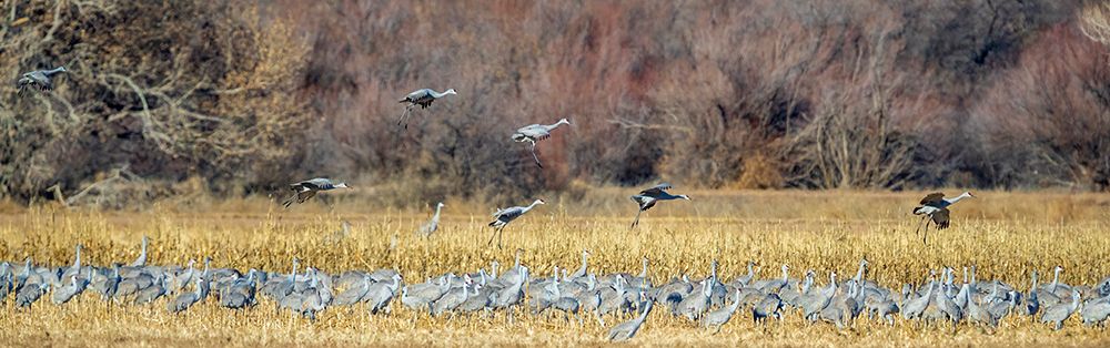 Sandhill cranes fly in to join a group already gleaning an ag field of seeds and bugs. art print by Larry Richardson for $57.95 CAD