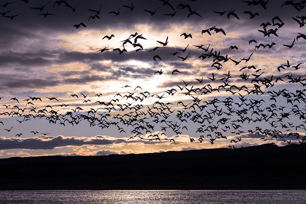 Large flocks of snow geese fly to nightly resting pond as the sun sets at Bosque del Apache NWR art print by Larry Richardson for $57.95 CAD