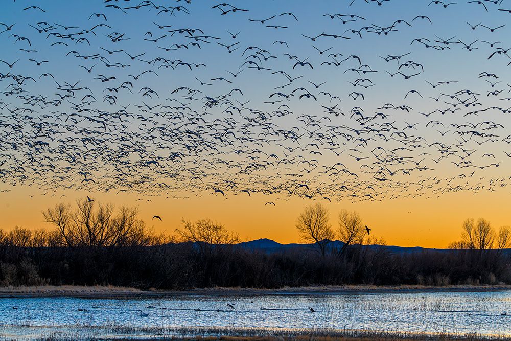 Bosque del Apache NWR, thousands of snow geese fly off to fields where they will feed for the day. art print by Larry Richardson for $57.95 CAD