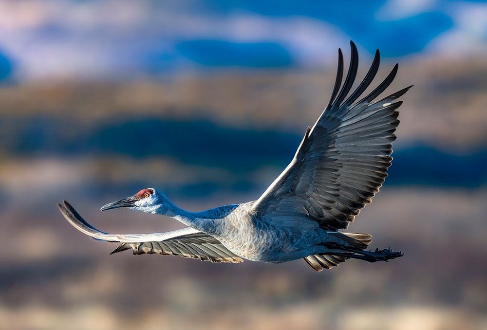 A sandhill crane flies over Bosque del Apache NWR, New Mexico, where they spend the winter months. art print by Larry Richardson for $57.95 CAD