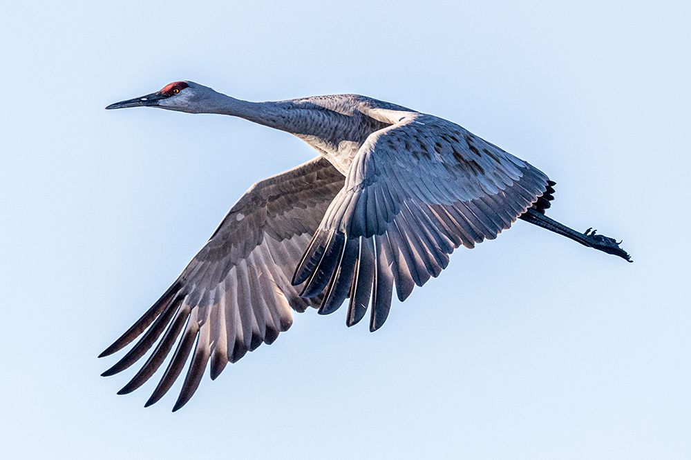 A sandhill crane flies over Bosque del Apache NWR, New Mexico, where they spend the winter months. art print by Larry Richardson for $57.95 CAD
