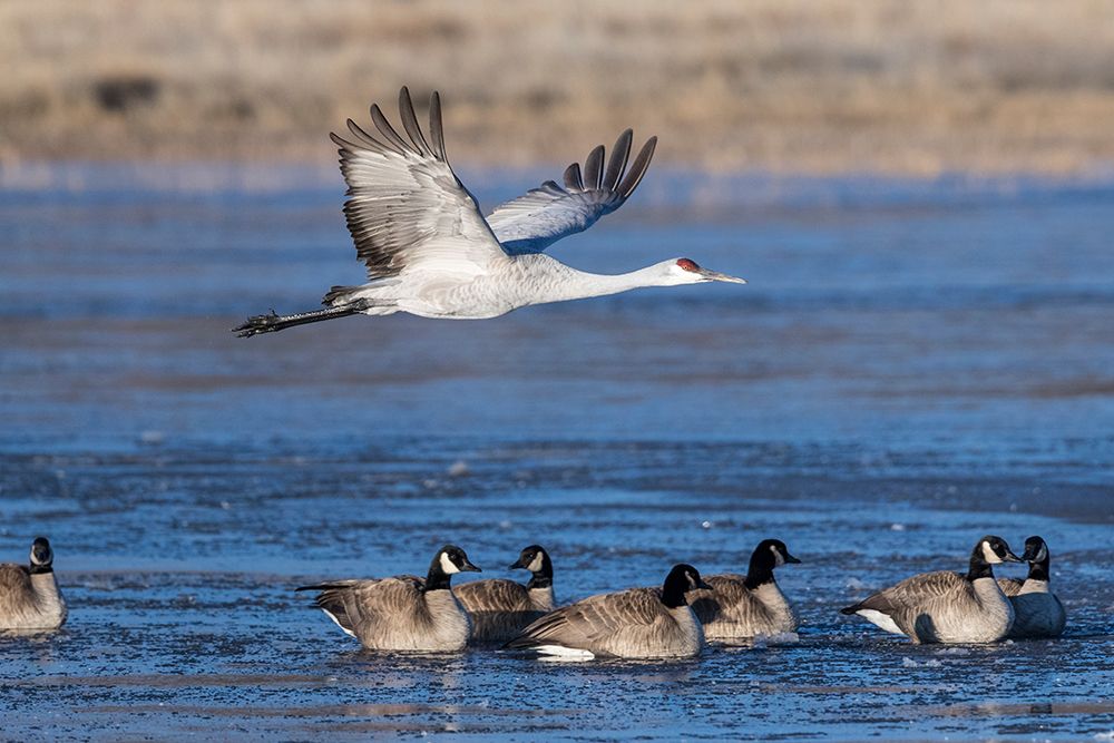 A sandhill cranes flies over Canadian geese of Bosque del Apache NWR, New Mexico. art print by Larry Richardson for $57.95 CAD