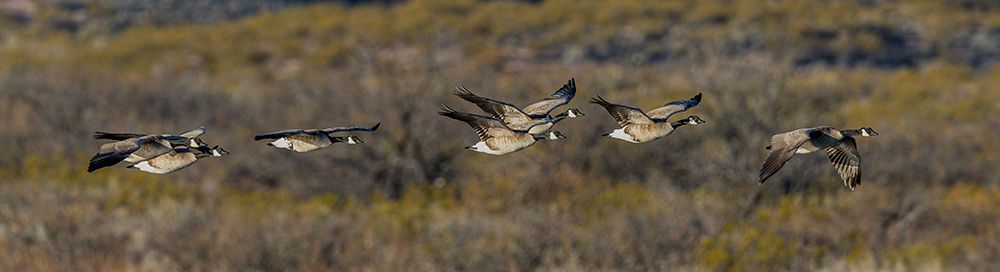 A flock of Canadian geese take flight across the sage brush landscape at Bosque del Apache. art print by Larry Richardson for $57.95 CAD