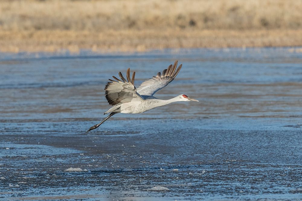 Sandhill crane flies over a frozen pond at Bosque del Apache NWR, New Mexico. art print by Larry Richardson for $57.95 CAD
