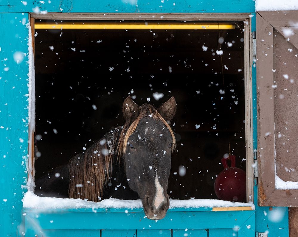 Rocky mountain looking out of stall during snow storm-New Mexico art print by Maresa Pryor for $57.95 CAD