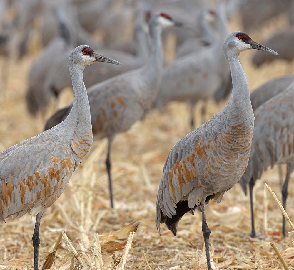 Sandhill Cranes gathered-in the corn fields of Bernardo Wildlife Area-New Mexico art print by Maresa Pryor for $57.95 CAD