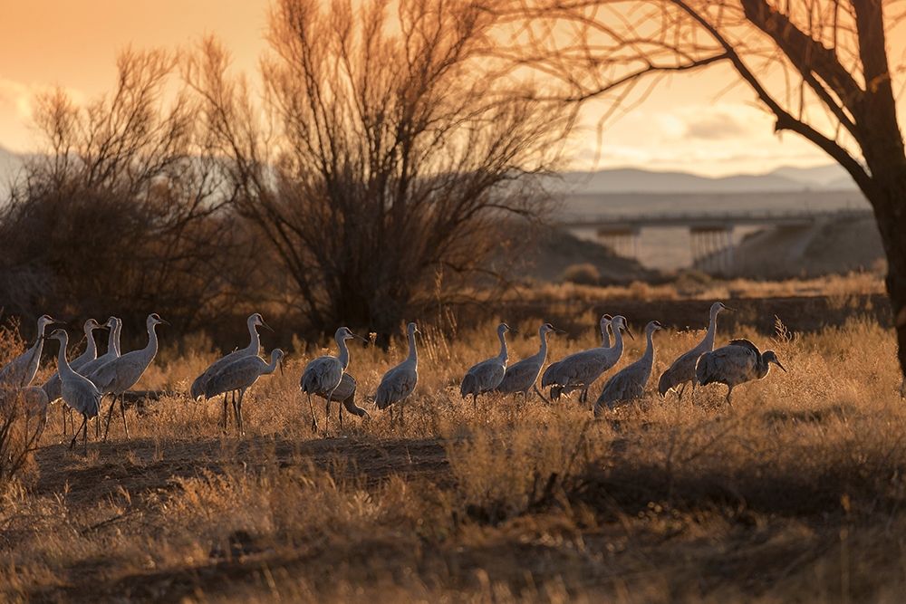 Sandhill cranes with SR 60 in background-Bernardo Wildlife Area-New Mexico art print by Maresa Pryor for $57.95 CAD