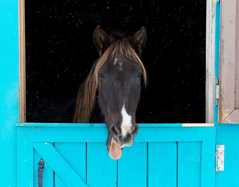 Rocky mountain horse yawning-Winter-New Mexico art print by Maresa Pryor for $57.95 CAD