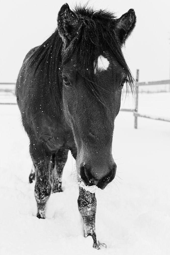 Dakotas first winter-Edgewood-New Mexico art print by Maresa Pryor for $57.95 CAD