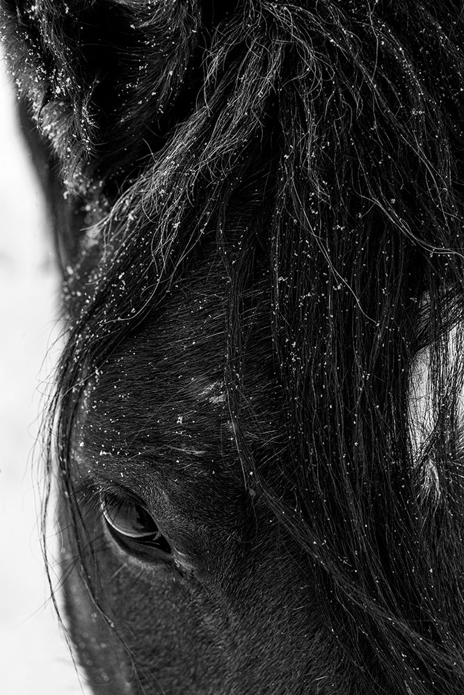 Winter light on Mustang-New Mexico art print by Maresa Pryor for $57.95 CAD