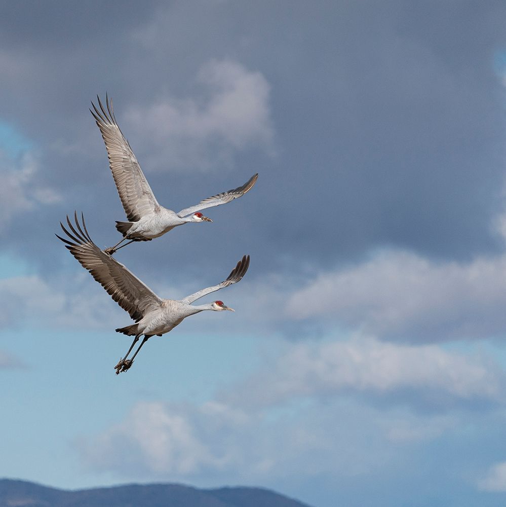 Sandhill cranes in flight-Grus canadensis-Bosque del Apache National Wildlife Refuge-New Mexico art print by Maresa Pryor for $57.95 CAD