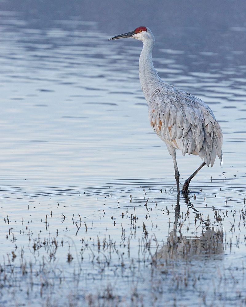 Sandhill crane-Bosque del Apache National Wildlife Refuge-New Mexico art print by Maresa Pryor for $57.95 CAD
