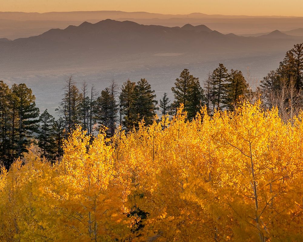 Quaking aspen fall leaf colors looking east on the 10K Trail-Cibola National Forest-New Mexico art print by Maresa Pryor for $57.95 CAD
