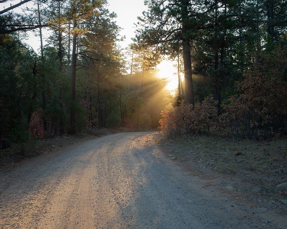 Forest Roads at sunrise-Manzano Mountain Wilderness-Cibola National Forest-New Mexico art print by Maresa Pryor for $57.95 CAD