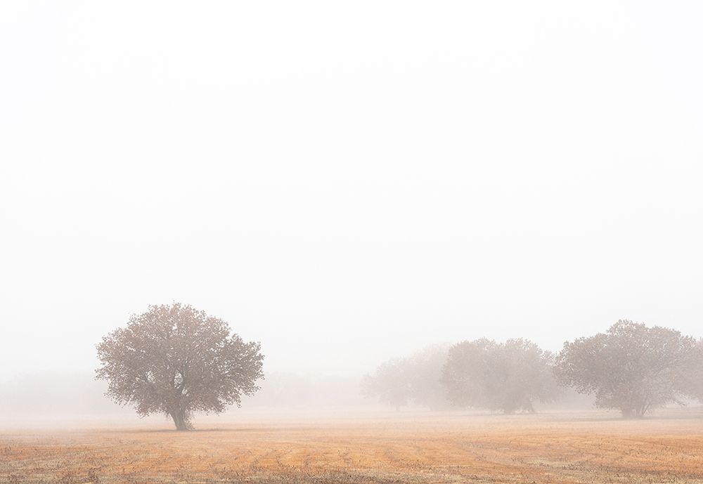 Tree in fog-Bosque del Apache National Wildlife Refuge-New Mexico art print by Maresa Pryor for $57.95 CAD
