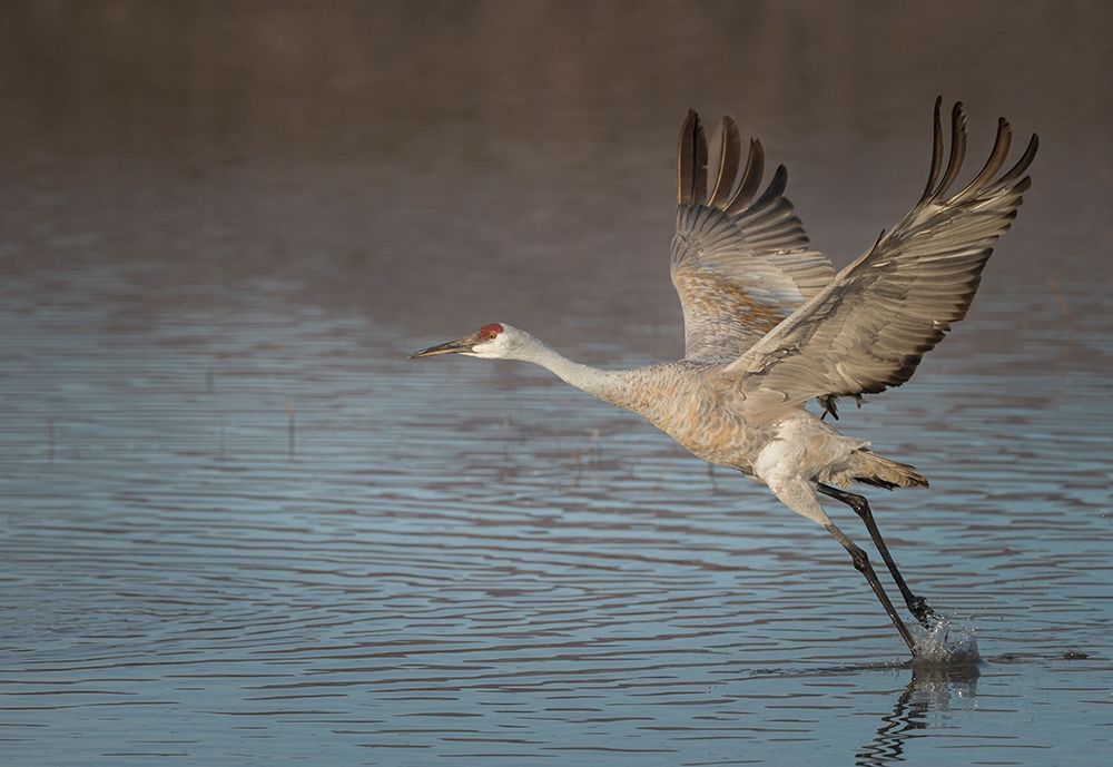 Sandhill crane in flight-grus canadensis-Bosque del Apache National Wildlife Refuge-New Mexico, art print by Maresa Pryor for $57.95 CAD