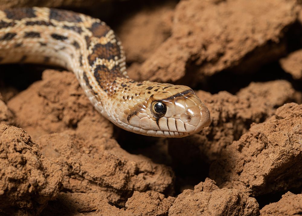 Sonoran gopher snake-bullsnake-blow snake-Pituophis catenefir affinis-New Mexico-wild art print by Maresa Pryor-Luzier for $57.95 CAD