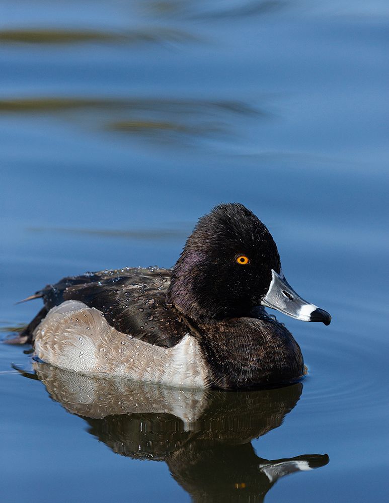 Ring-necked Duck-Aythya collaris-New Mexico art print by Maresa Pryor-Luzier for $57.95 CAD